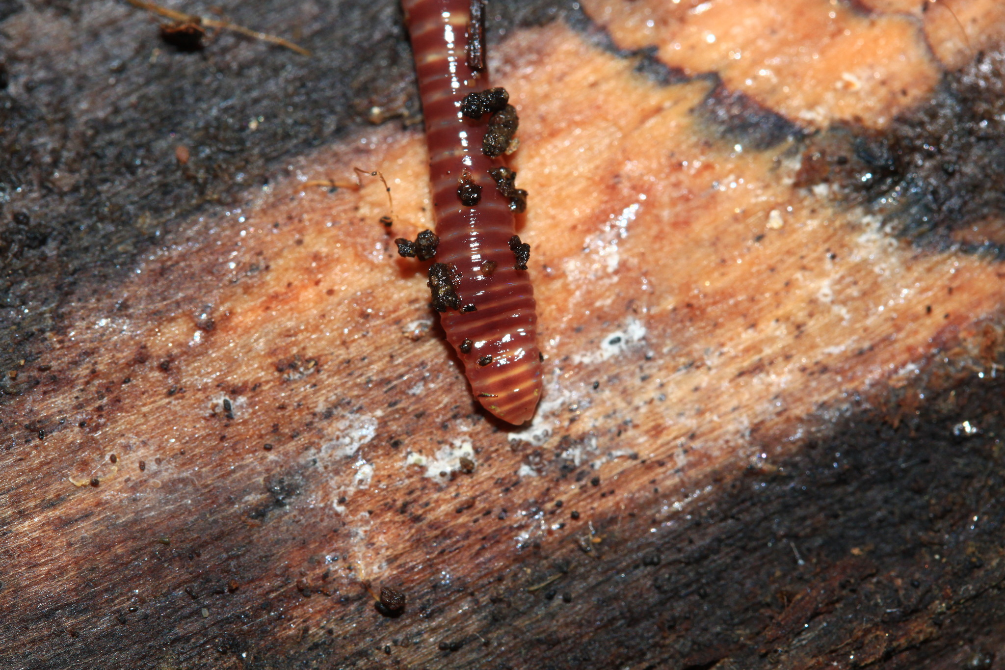Eisenia fetida (Savigny, 1826)