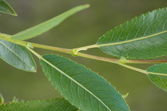 Salix triandra