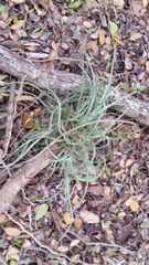 Tillandsia baileyi