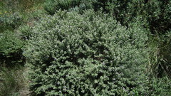 Lotononis sericophylla