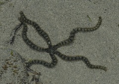 Ophiurida