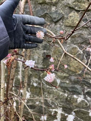 Viburnum farreri