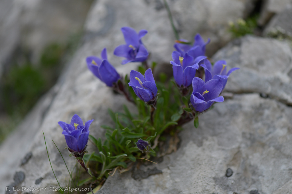 Edraianthus pulevicii