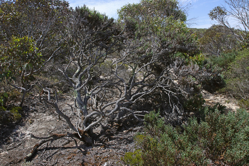 thorny bitter-pea (Daviesia pectinata)