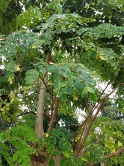 Moringa oleifera