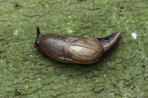 Parmarion martensi