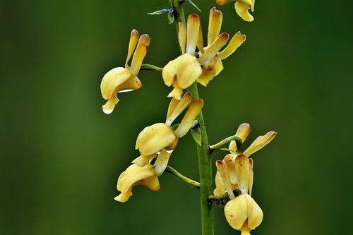 Vlei Harlequin (Eulophia angolensis)