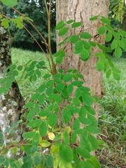Moringa oleifera