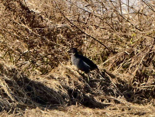 Eurasian Moorhen