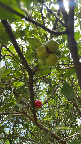 Acerola