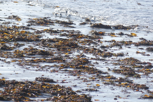 Common Ringed Plover (Charadrius hiaticula), photo 4
