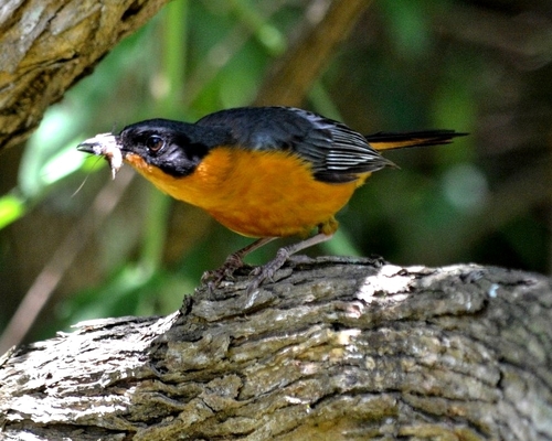 Chorister Robin-Chat (Cossypha dichroa)
