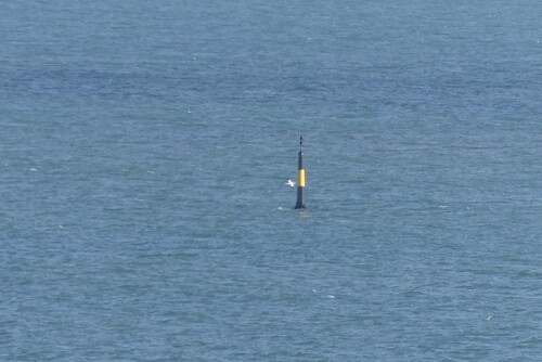 Northern Gannet (Morus bassanus), photo 5