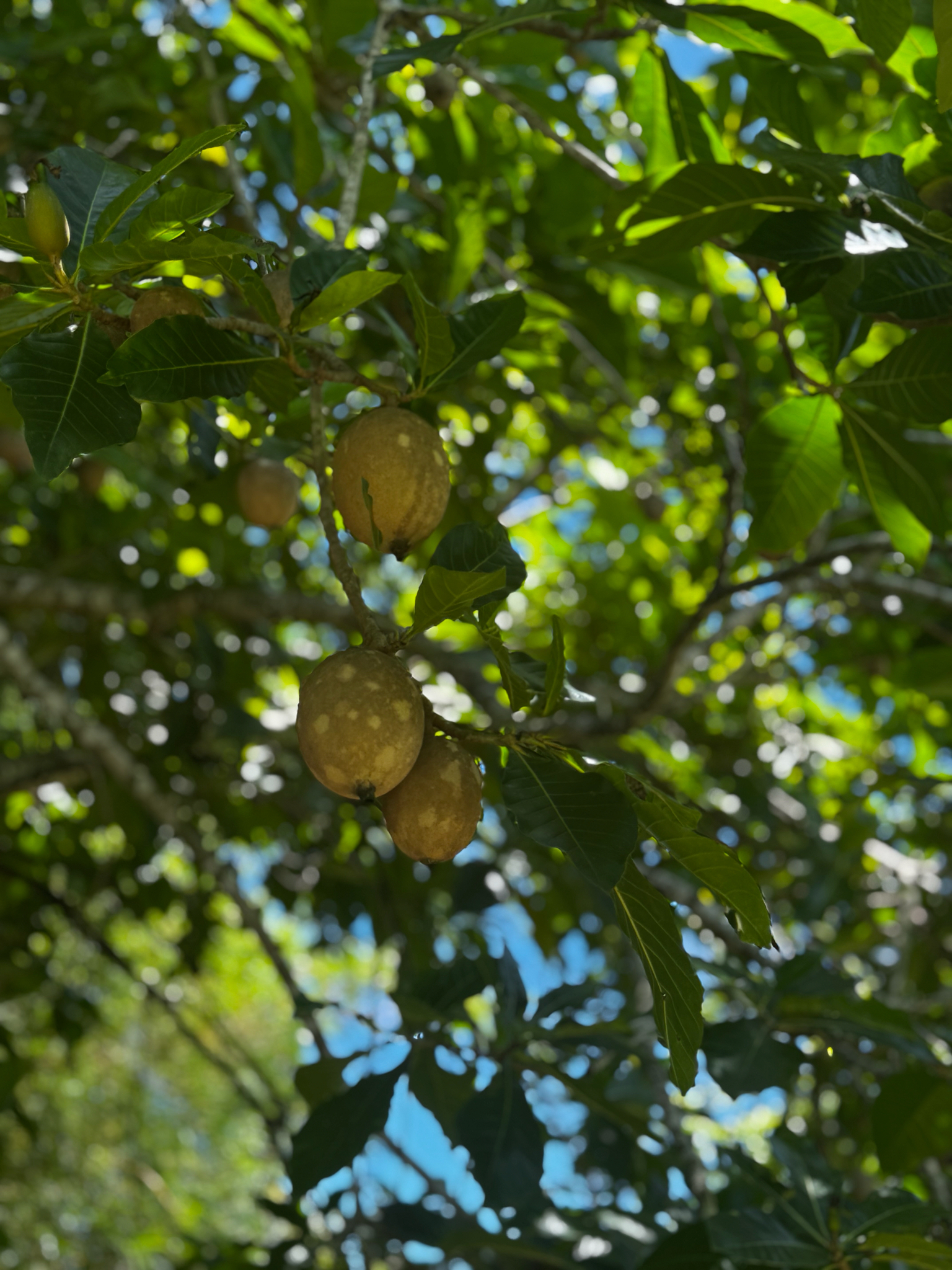 Genipa americana