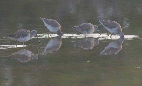 Stilt Sandpiper (Calidris himantopus), photo 4