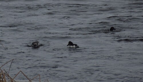 Common Goldeneye