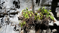 Salvia pentstemonoides
