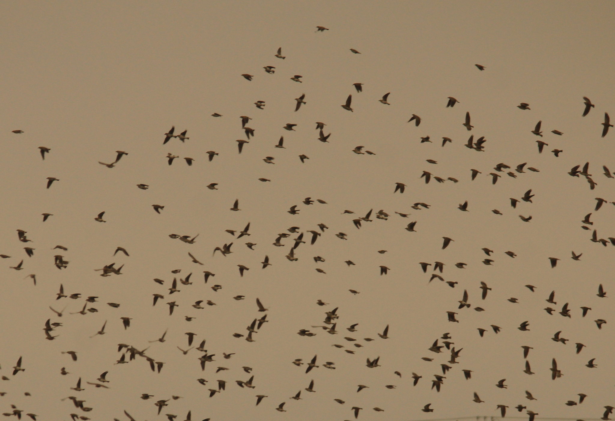 Calandra Lark (Melanocorypha calandra), photo 4