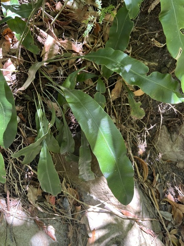 Elaphoglossum latifolium observed 2026-01-11