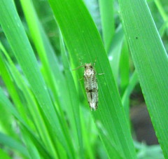 Morophaga choragella