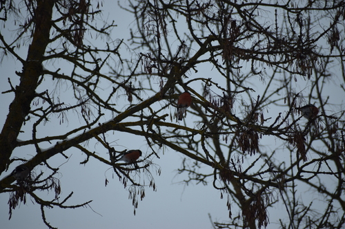 Eurasian Bullfinch