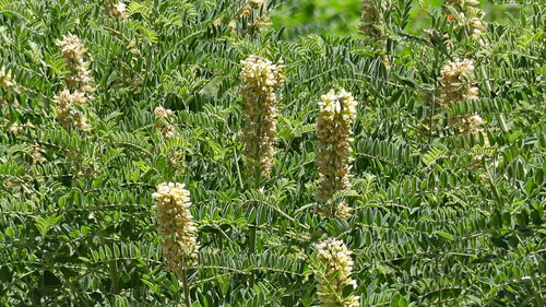 Sophora alopecuroides