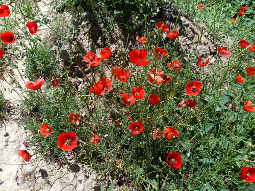 Asian Corn Poppy