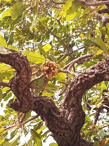 Shea Tree