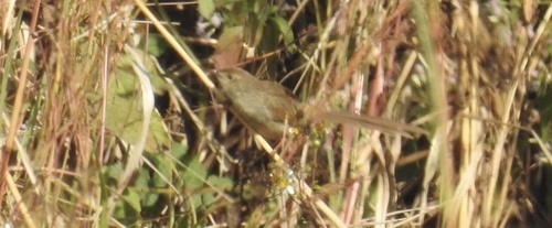 Burmese Prinia