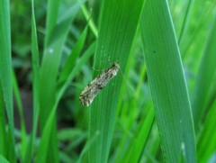 Morophaga choragella