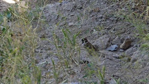 Eurasian Tree Sparrow