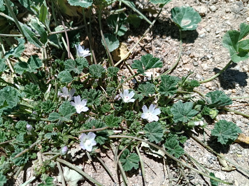 dwarf mallow
