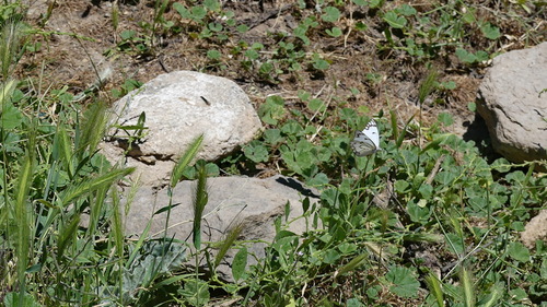 Pioneer White