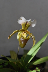 Paphiopedilum