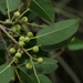 Ficus citrifolia - Photo (c) Bruce Holst, algunos derechos reservados (CC BY-NC), uploaded by Bruce Holst