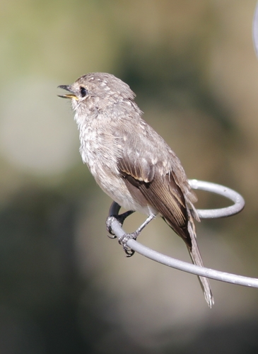 African Dusky Flycatcher (Muscicapa adusta)