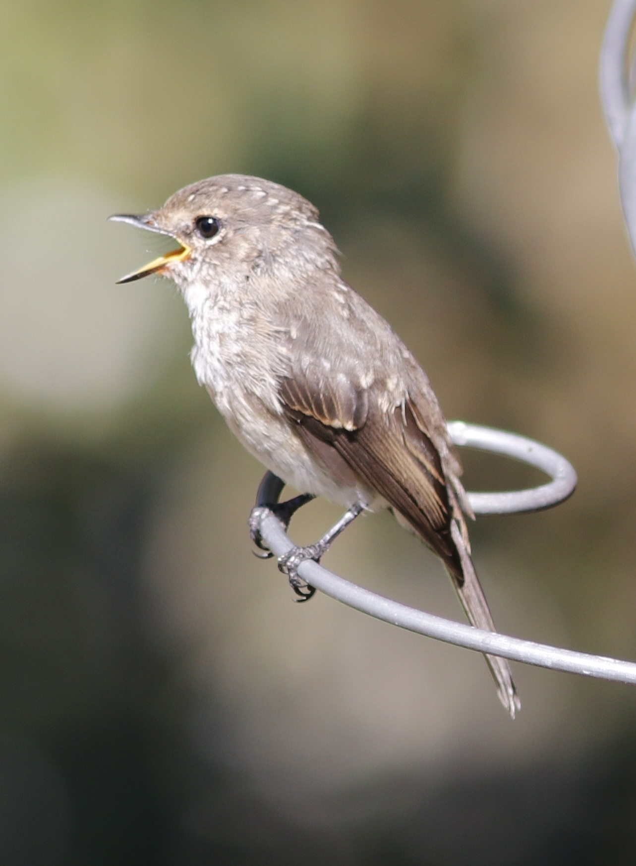 African Dusky Flycatcher (Muscicapa adusta), photo 2