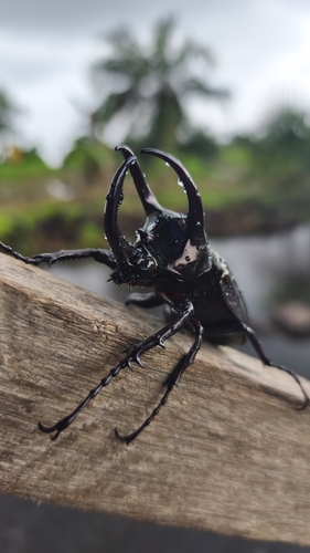 Chalcosoma atlas