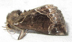 Hypena crassalis