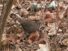 Turdus merula