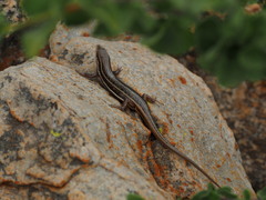 Trachylepis laevigata