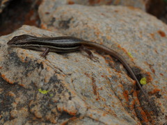 Trachylepis laevigata