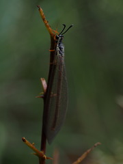 Myrmeleon lethifer