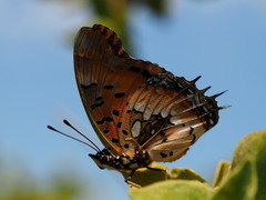 Charaxes jahlusa rex