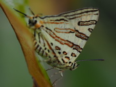 Cigaritis natalensis