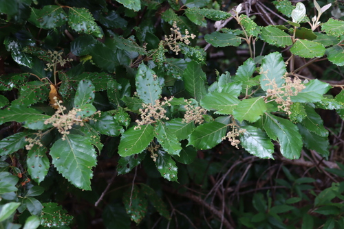 Curtisia (Curtisia dentata)
