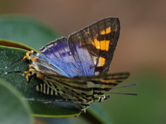 Cigaritis natalensis