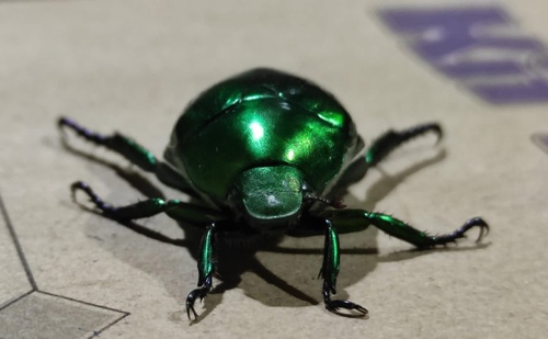 Callistethus rosetti