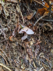 Inocybe pallidicremea