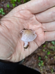 Inocybe pallidicremea